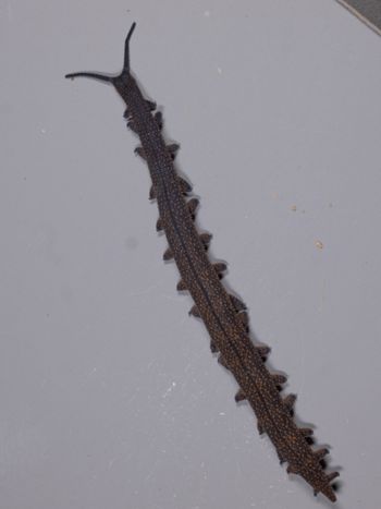 Media type: image;   Invertebrate Zoology 168056 Description: Digital photograph of specimen in life.;
